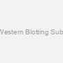 ECL Western Blotting Substrate